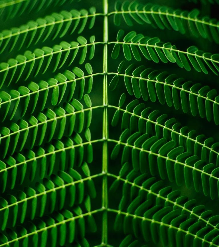 Photograph of a fern.