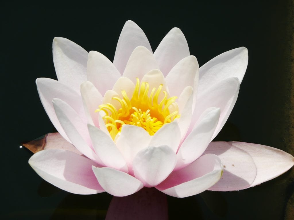 The lotus flower, a symbol of karma.